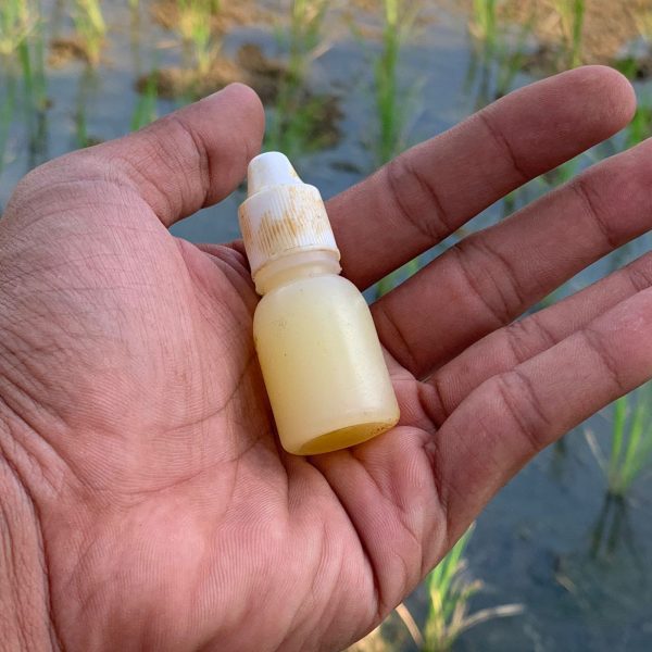 Umpan Ikan Essen DHA aroma Amis Berbahan Dasar Lemak Cocok Buat Campuran Pelet Untuk Mancing - Gambar 3